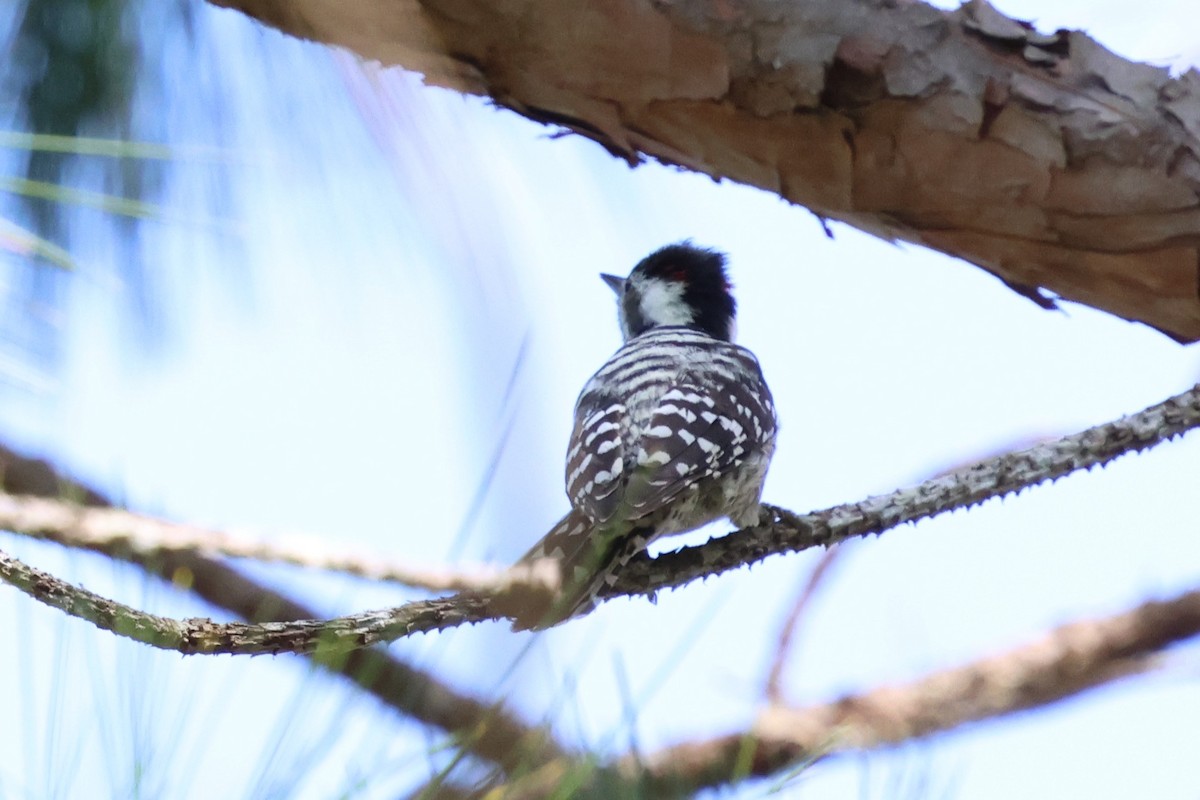 Gray-capped Pygmy Woodpecker - ML647126269