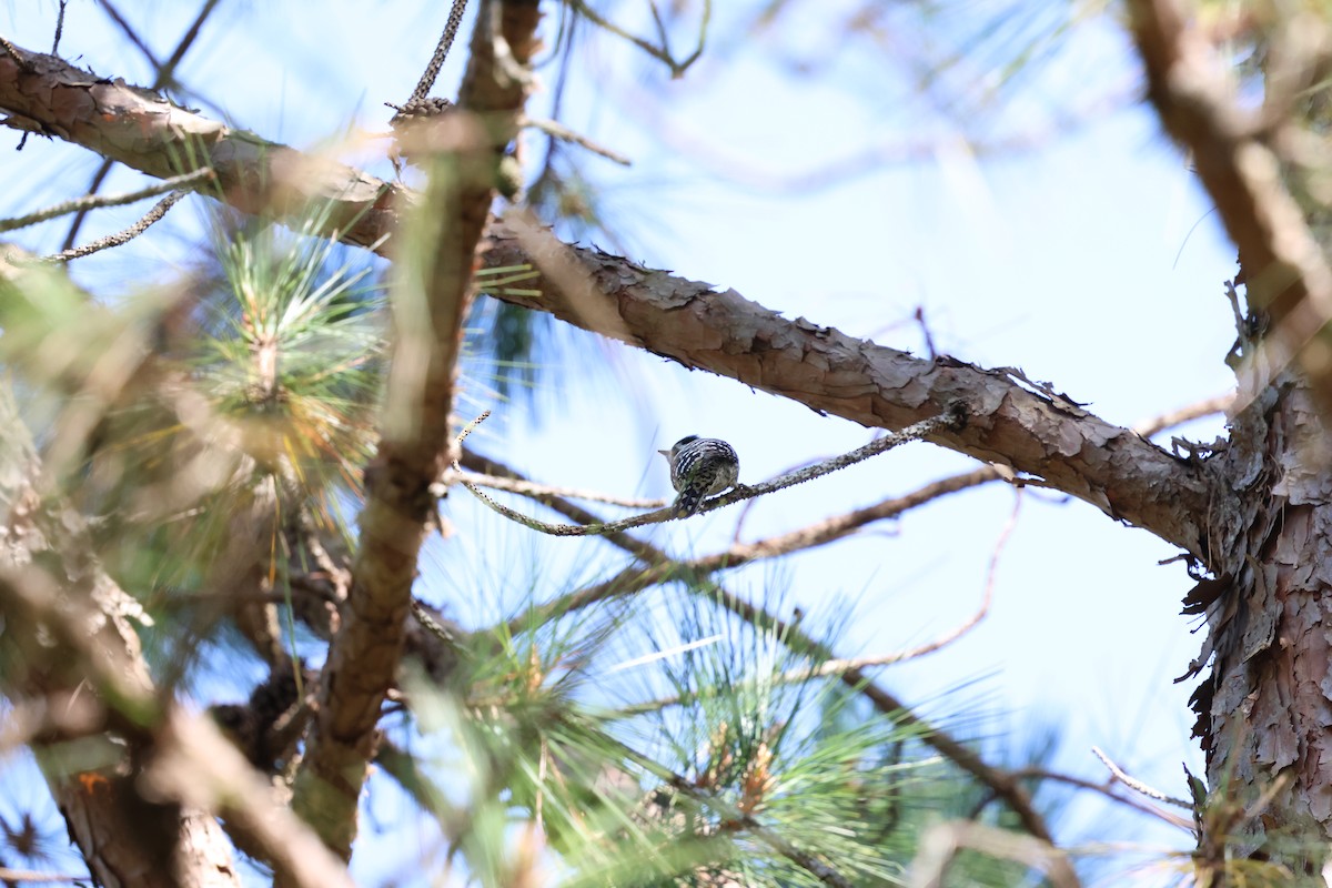 Gray-capped Pygmy Woodpecker - ML647126270