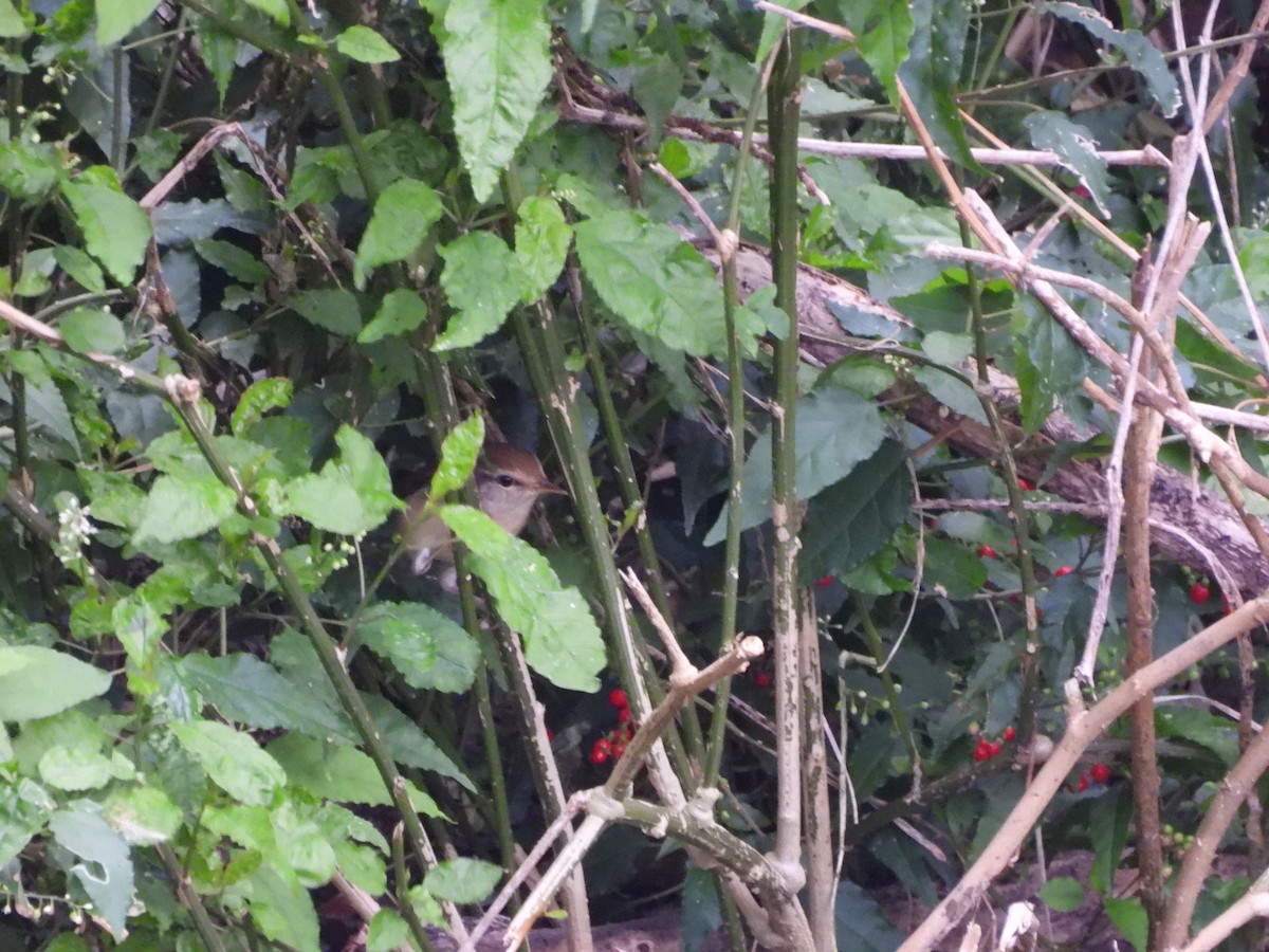 Manchurian Bush Warbler - ML647126271