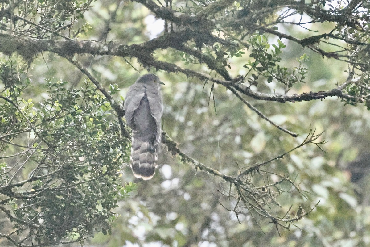 Common Hawk-Cuckoo - ML647126272