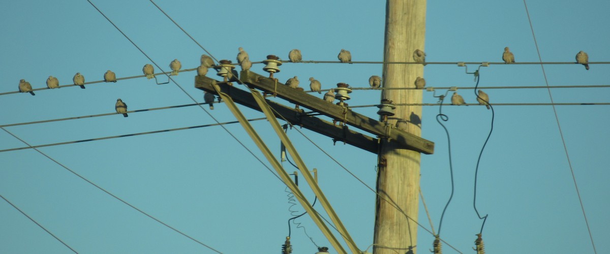 Eurasian Collared-Dove - ML647126274