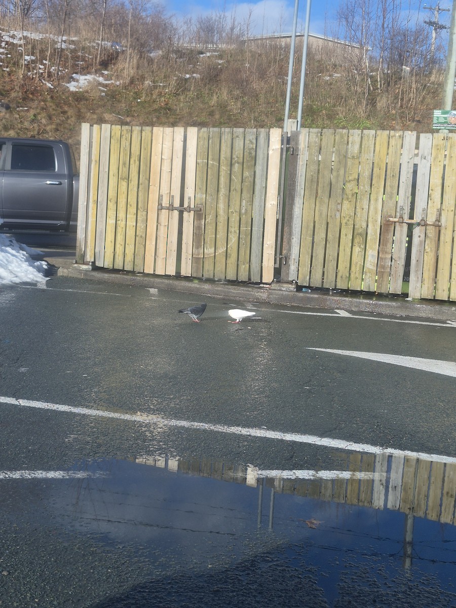 Rock Pigeon (Feral Pigeon) - ML647126277