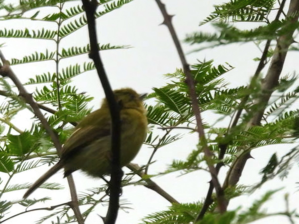 Ochre-lored Flatbill - ML647126278