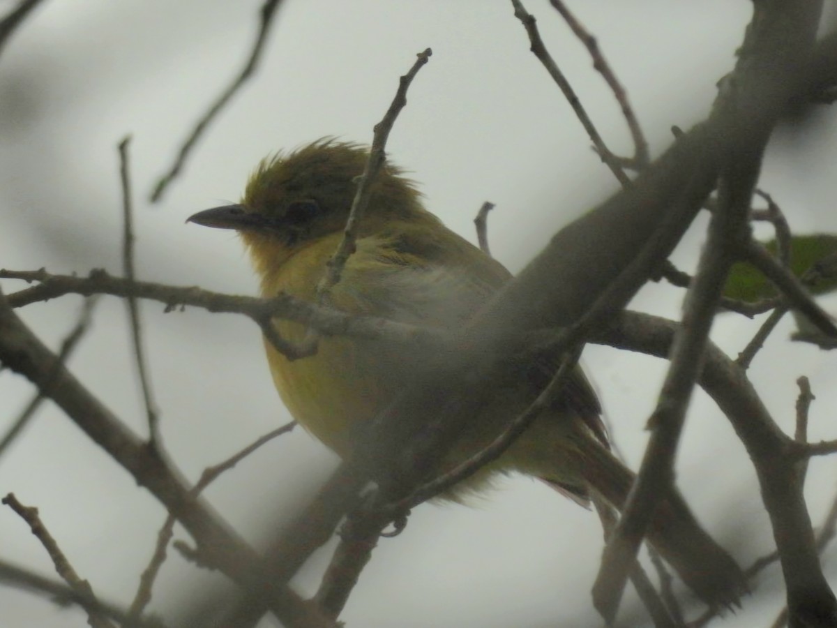 Ochre-lored Flatbill - ML647126279