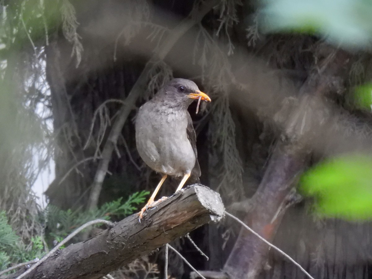 Дрозд-чигуанко - ML647126281