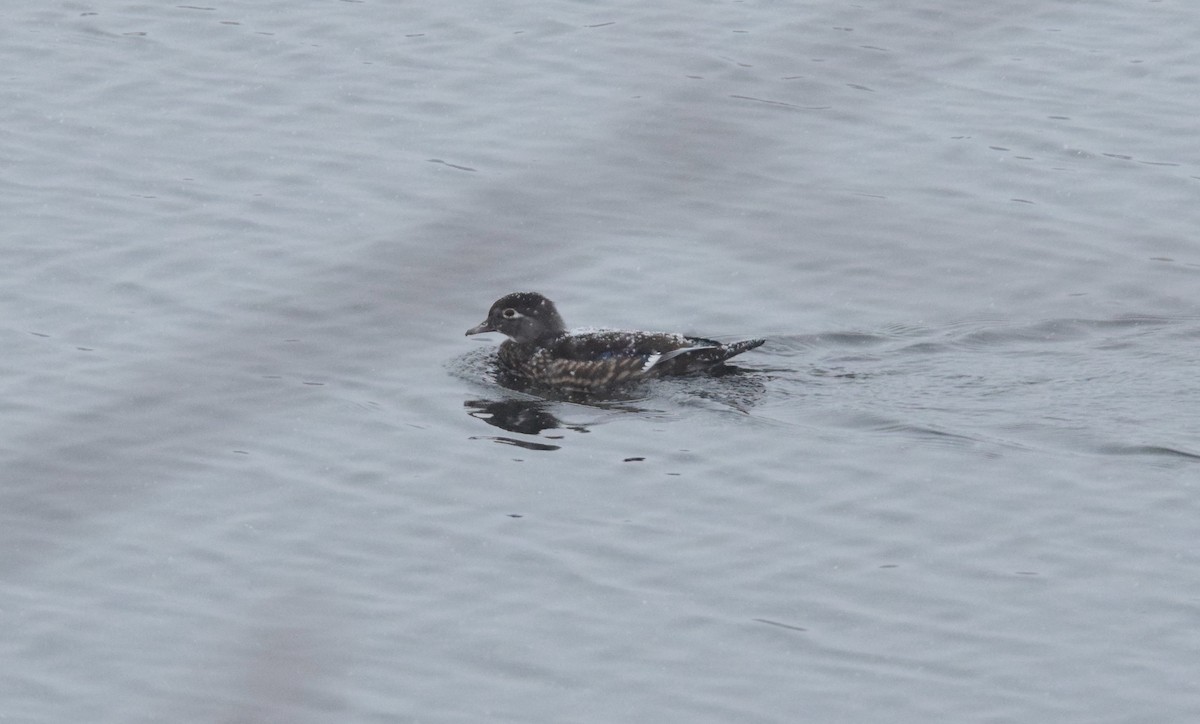 Wood Duck - ML647126284
