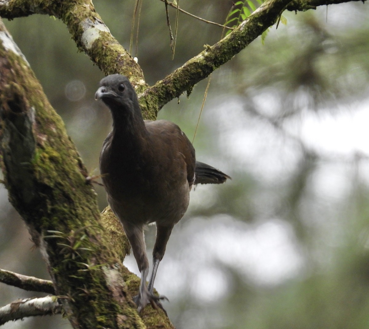 Gray-headed Chachalaca - ML647126286