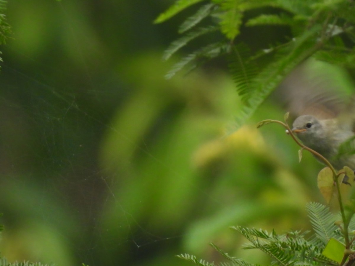 Southern Beardless-Tyrannulet - ML647126288