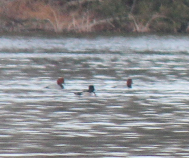 アメリカホシハジロ - ML647126290