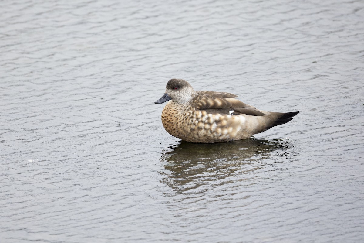Crested Duck - ML647126291