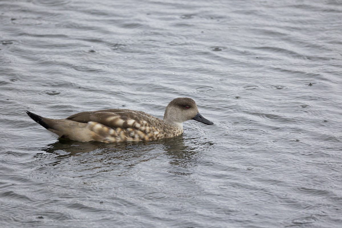 Crested Duck - ML647126292