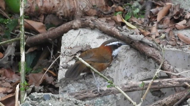 Тайваньский саблеклюв - ML647126294