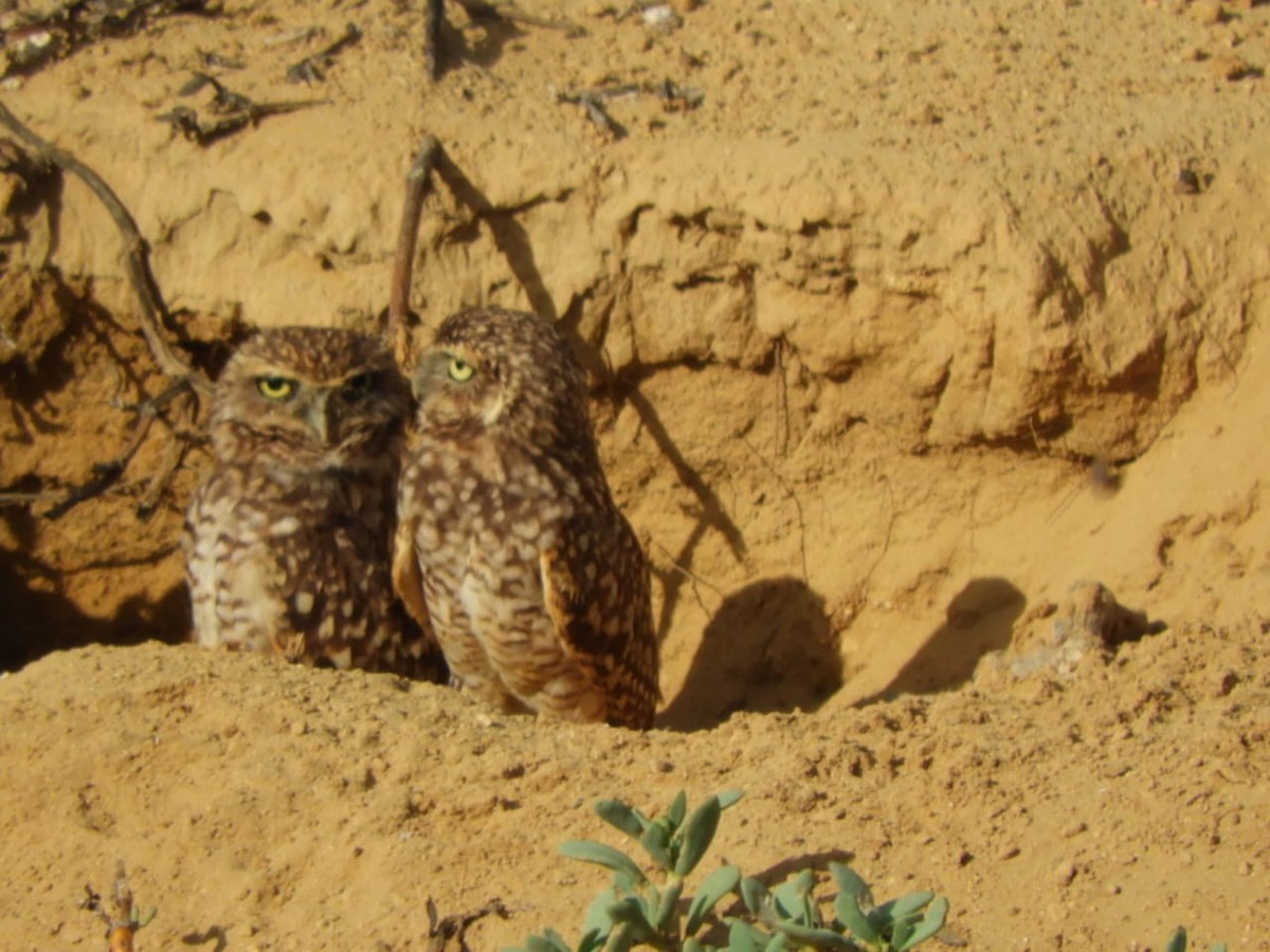 Burrowing Owl - ML647126296