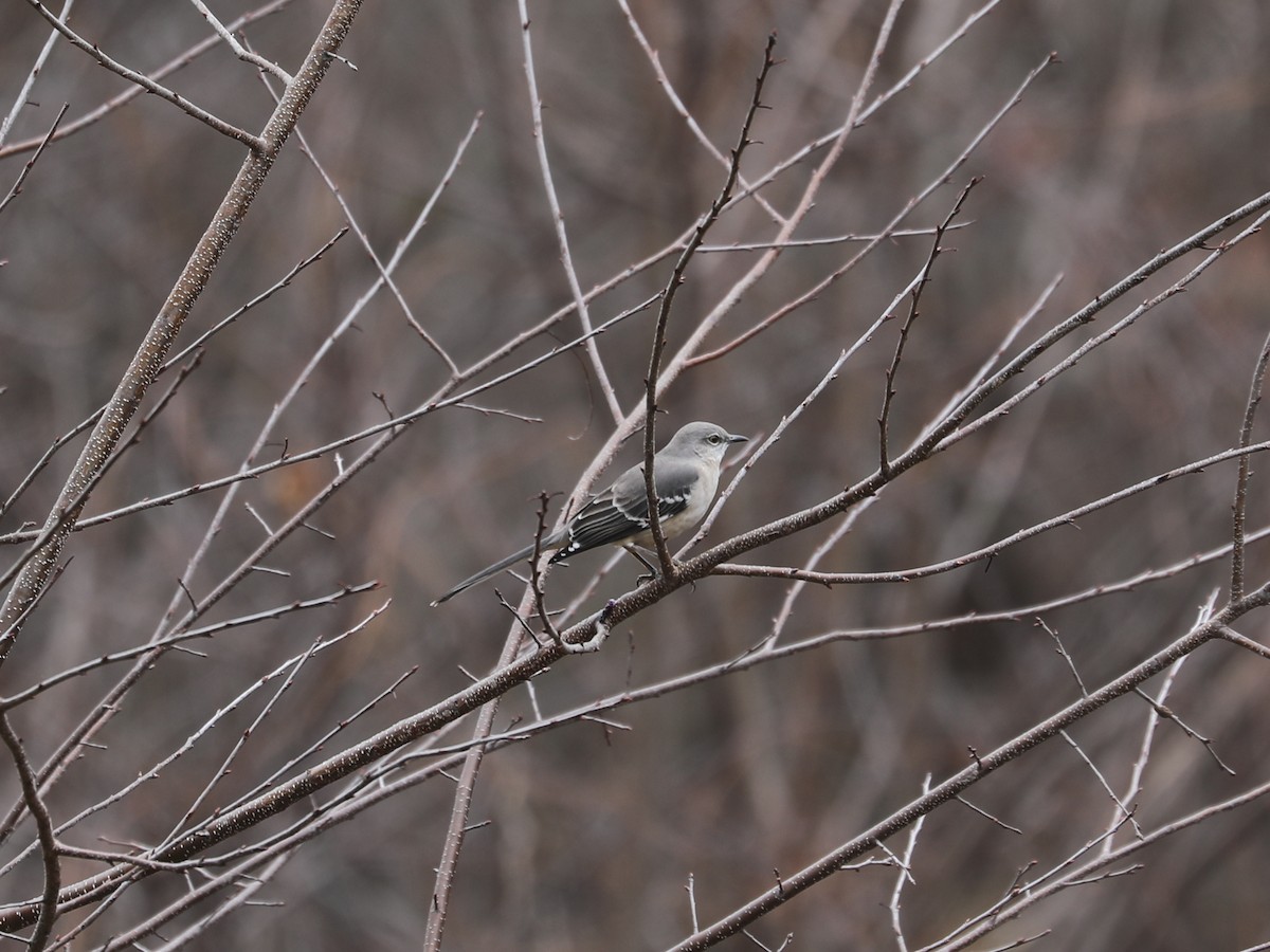 חקיינית צפונית - ML647126297
