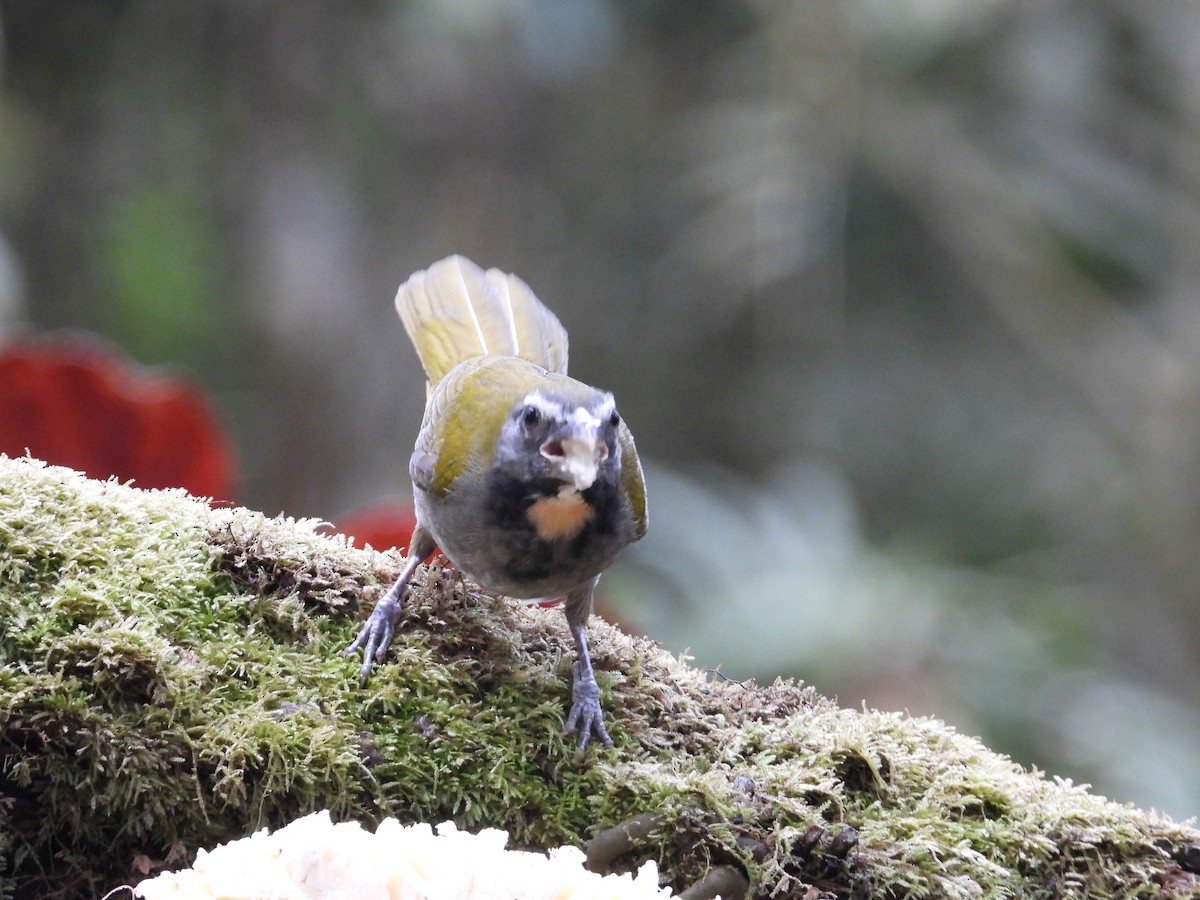 Buff-throated Saltator - ML647126298