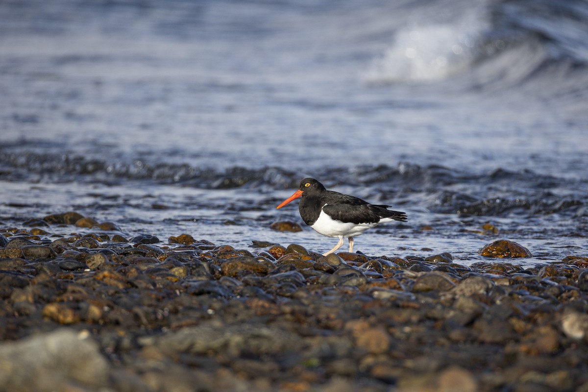 Magellanic Oystercatcher - ML647126299