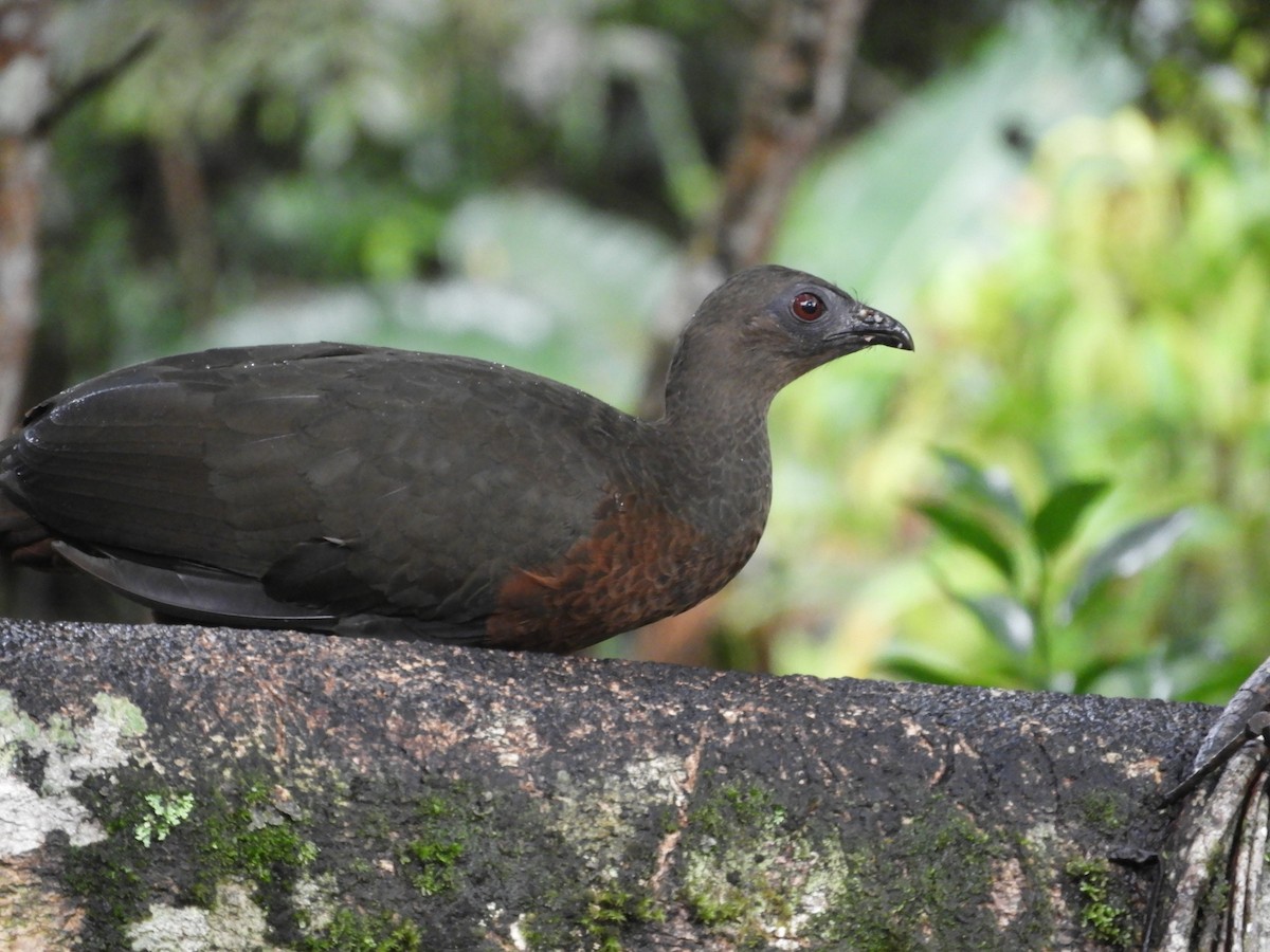 Sickle-winged Guan - ML647126307
