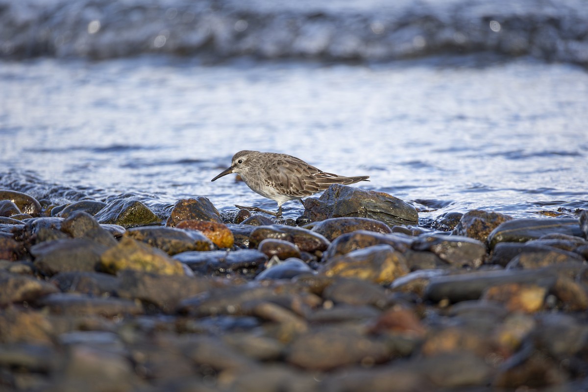 jespák tundrový - ML647126310