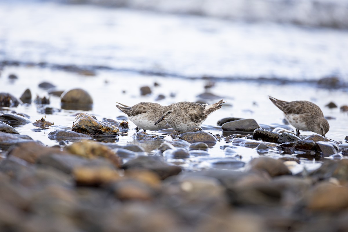 jespák tundrový - ML647126311