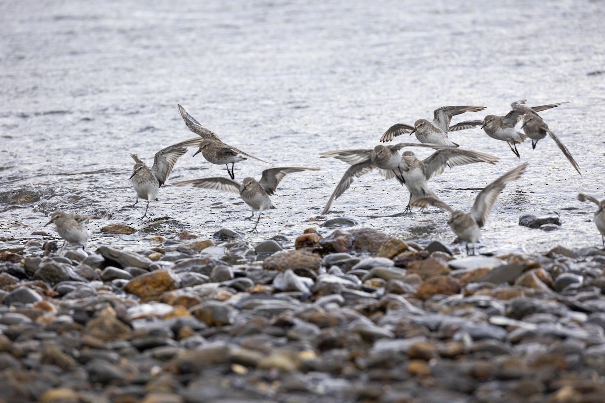 jespák tundrový - ML647126312