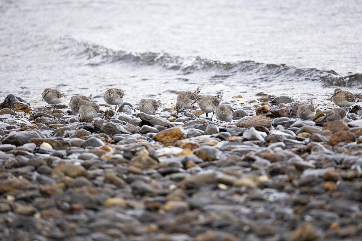 jespák tundrový - ML647126313