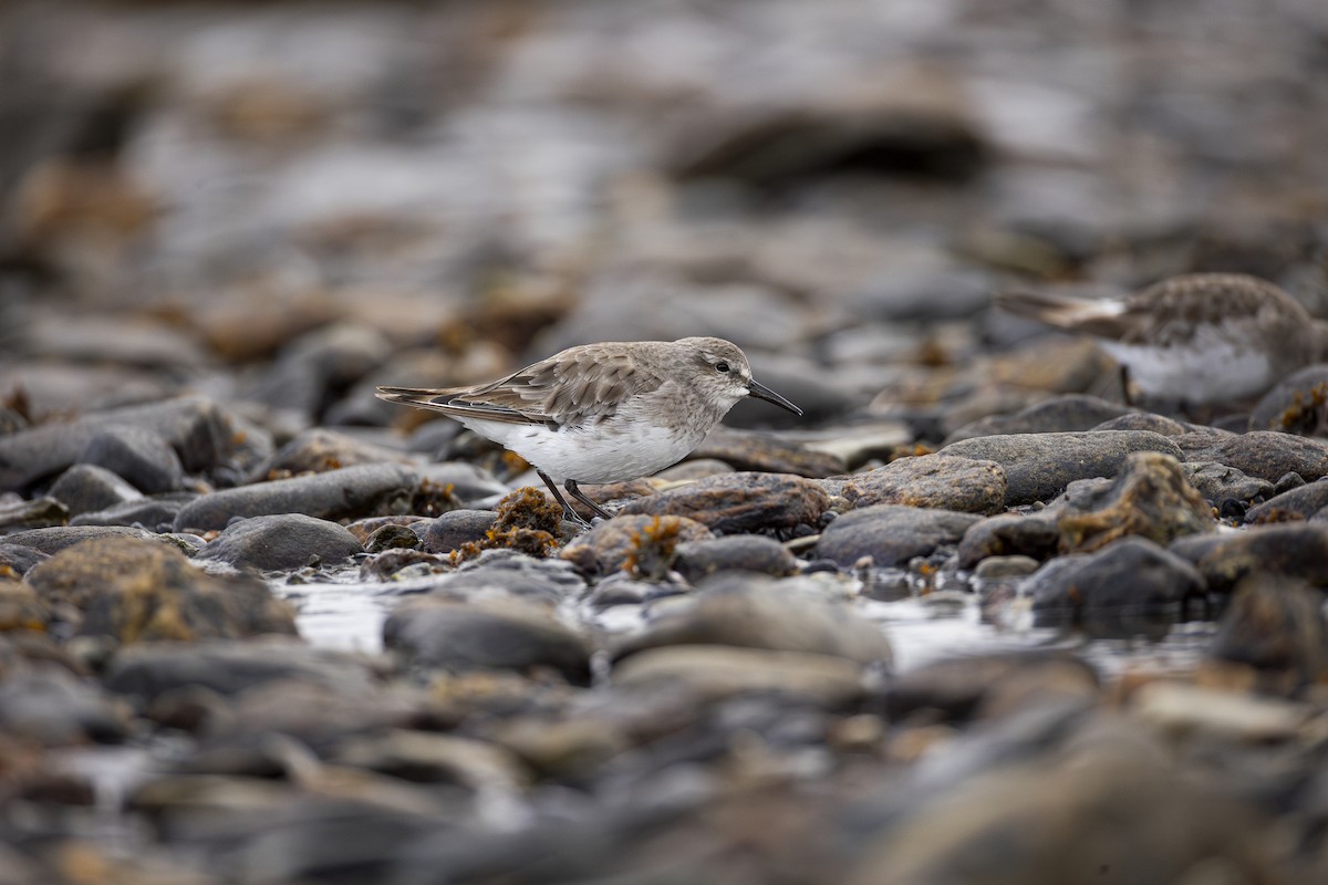 jespák tundrový - ML647126314