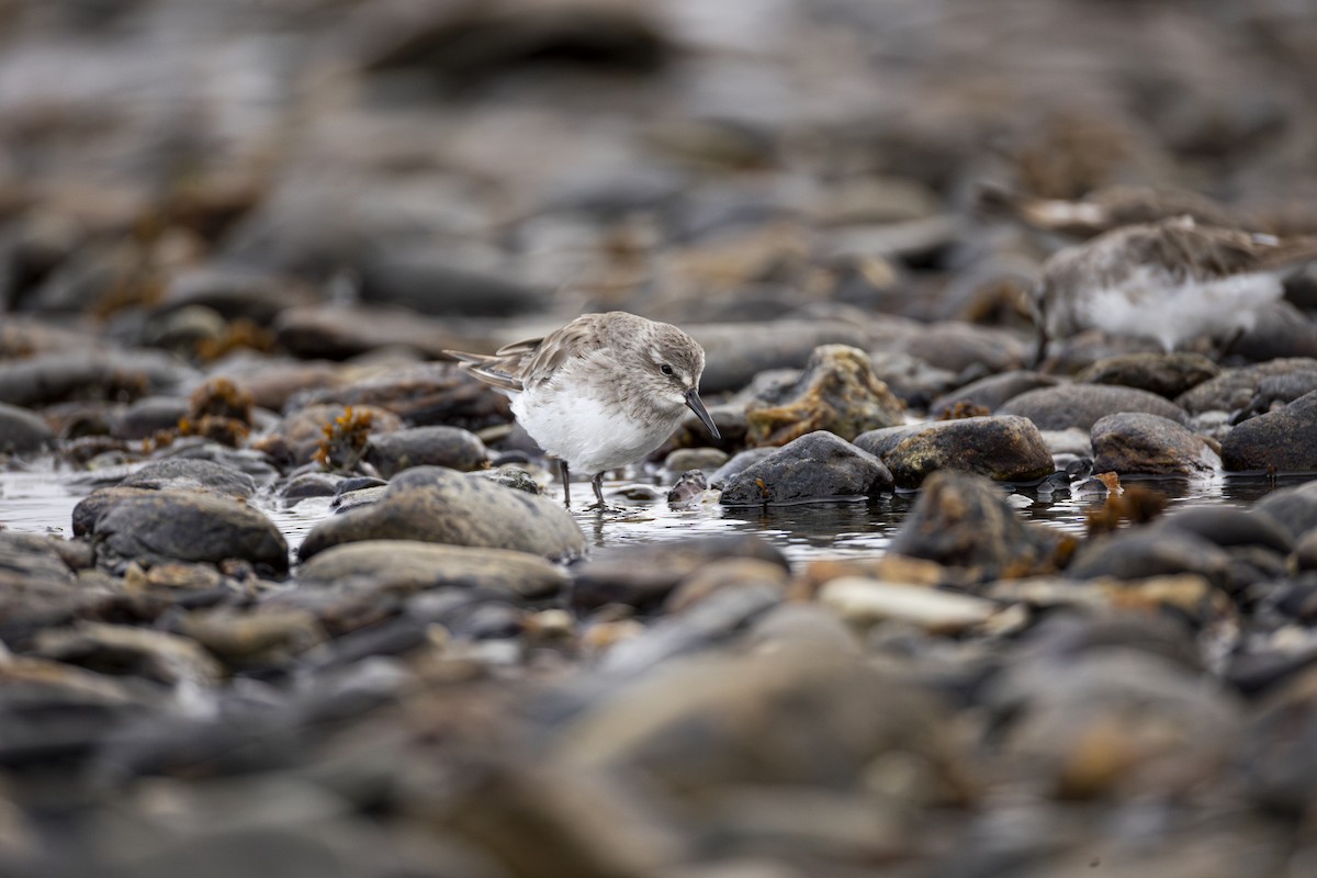 jespák tundrový - ML647126315