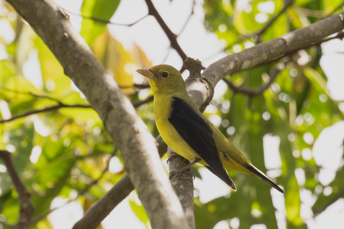 Scharlachkardinal - ML647126316