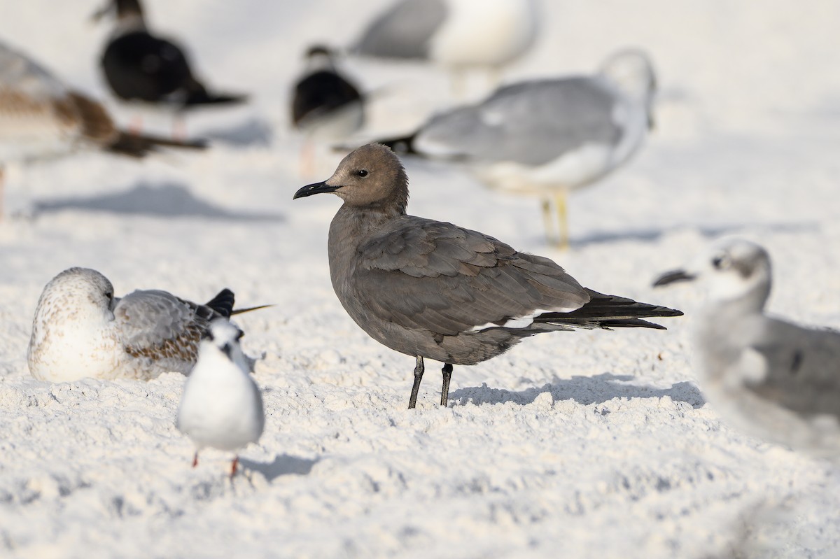 racek tmavý - ML647126317