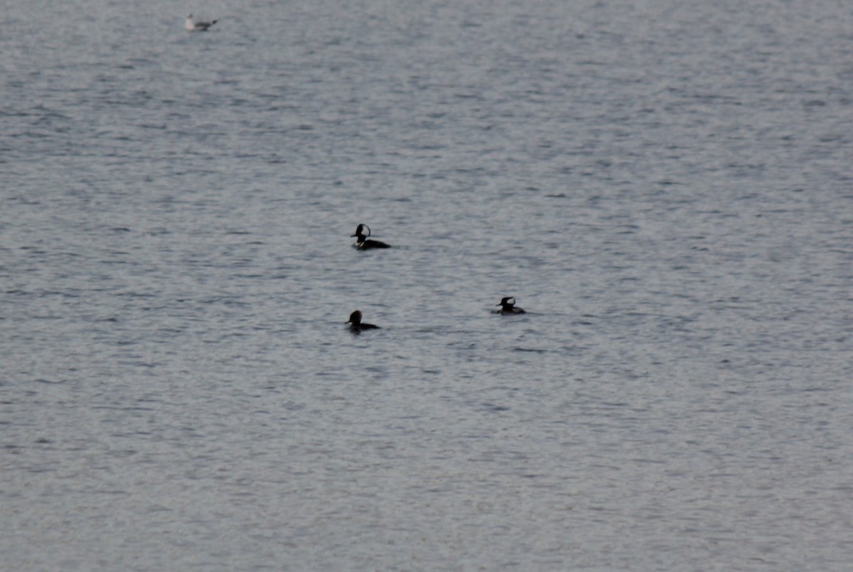 オウギアイサ - ML647126320