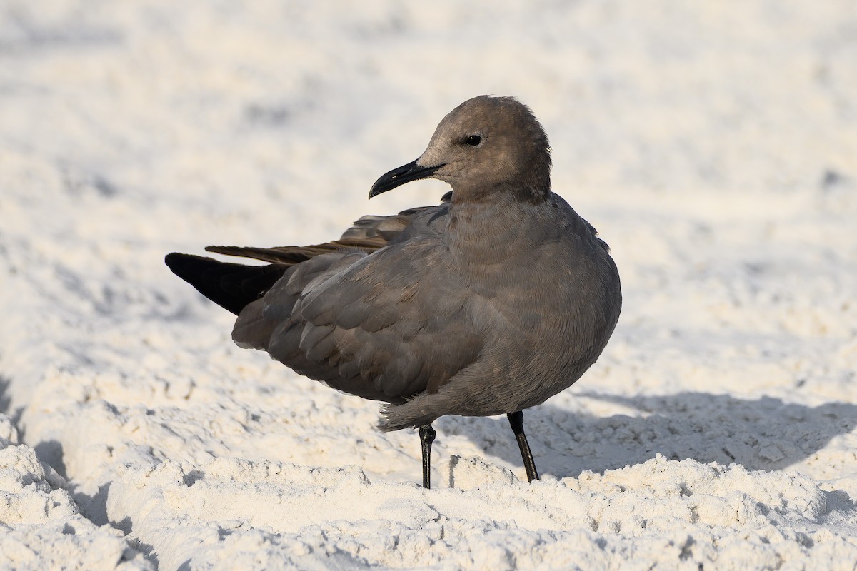 racek tmavý - ML647126321