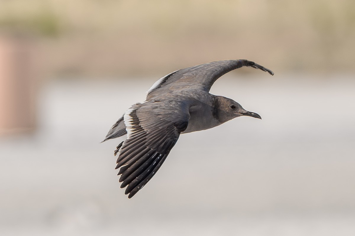 racek tmavý - ML647126322