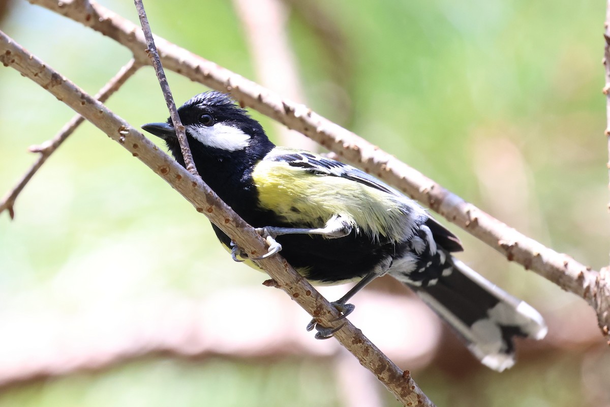 Green-backed Tit - ML647126324