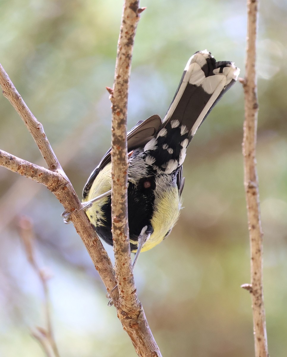 Green-backed Tit - ML647126325