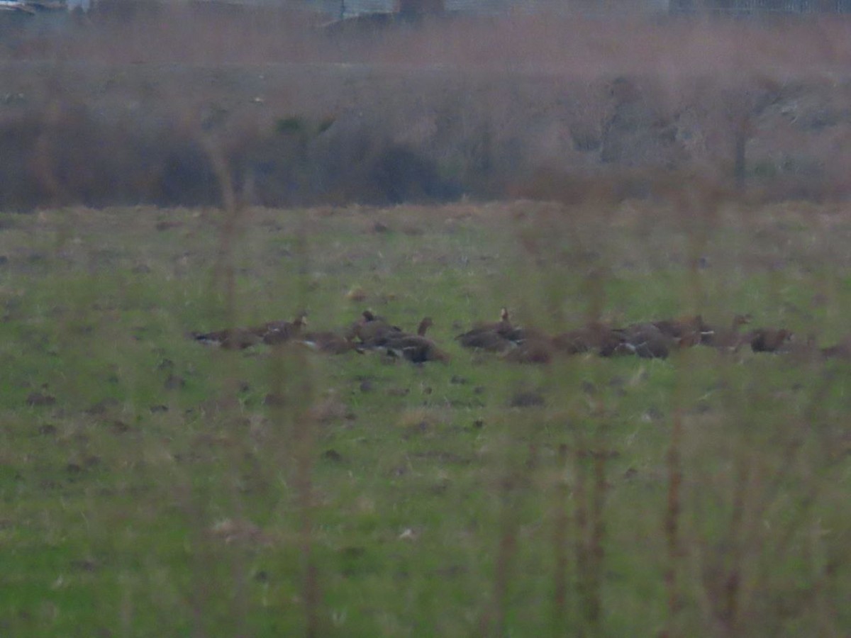Greater White-fronted Goose - ML647126327