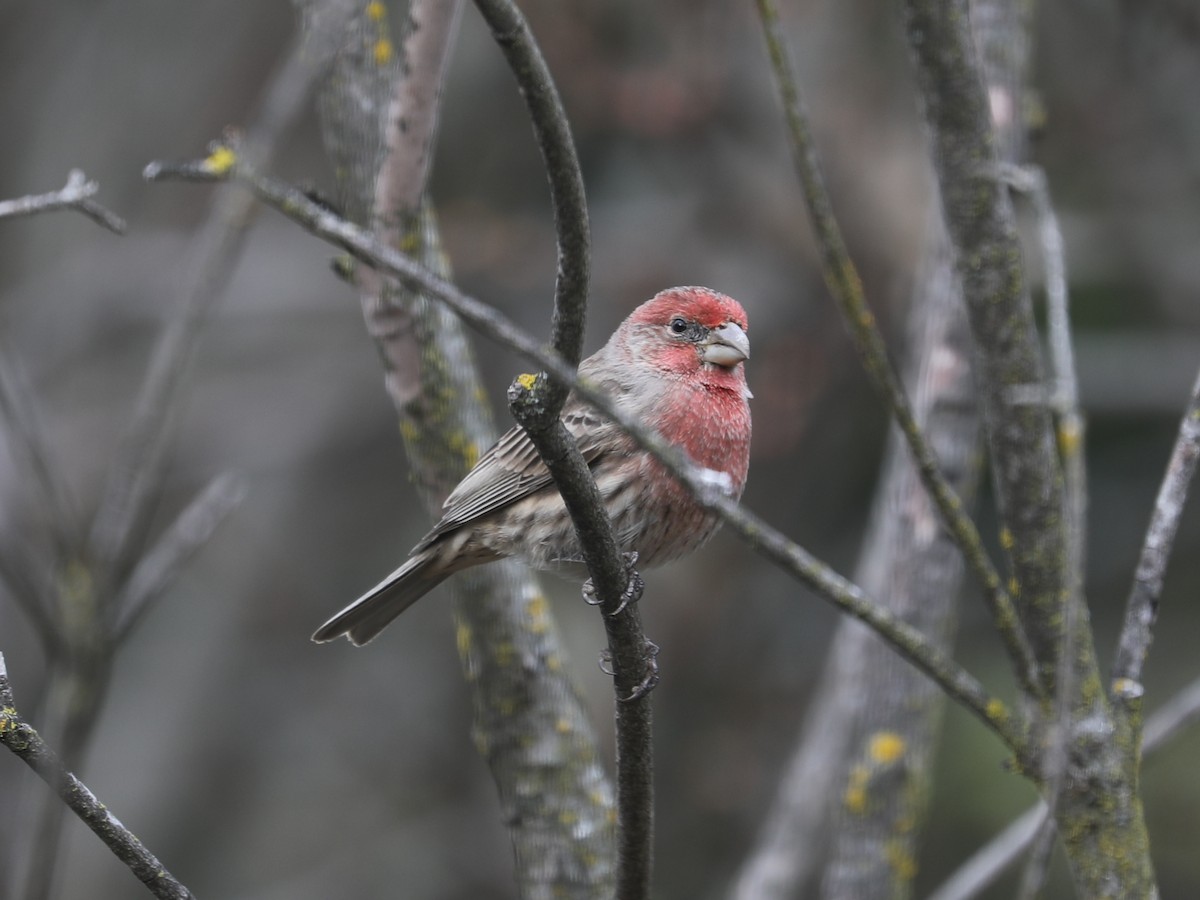 Roselin familier - ML647126342