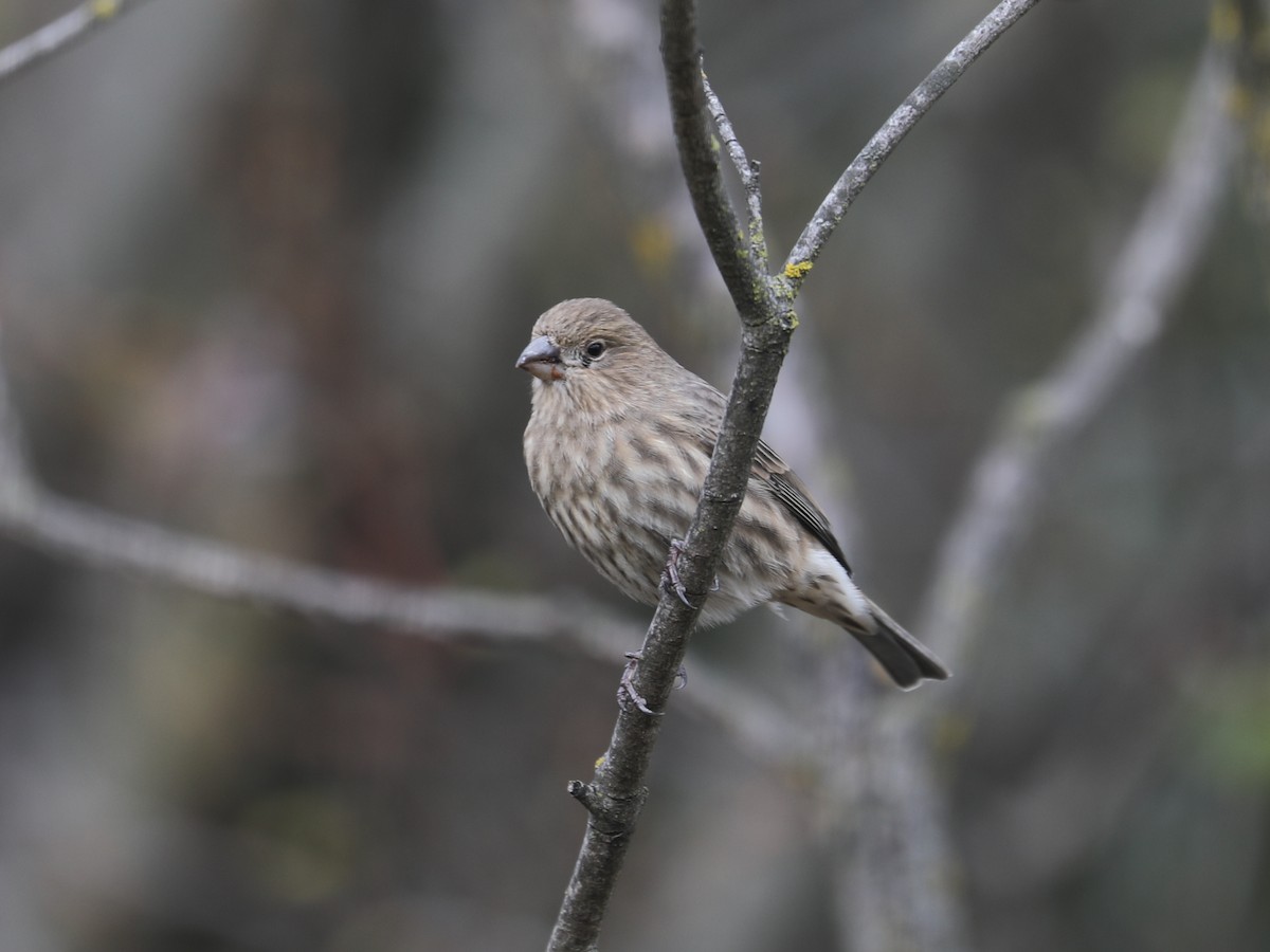 Roselin familier - ML647126343