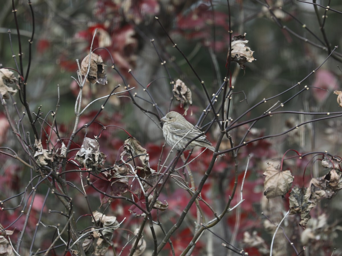 Roselin familier - ML647126344