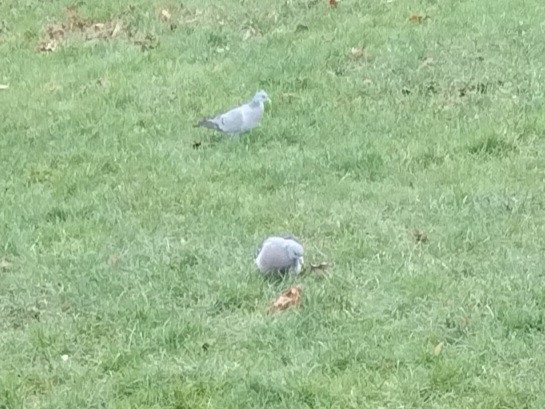 Stock Dove - ML647126352