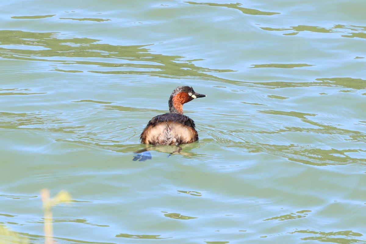 Little Grebe - ML647126355