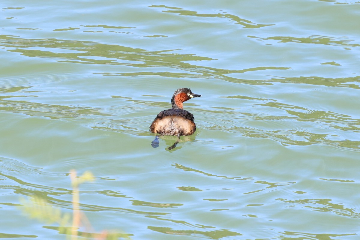 Little Grebe - ML647126356