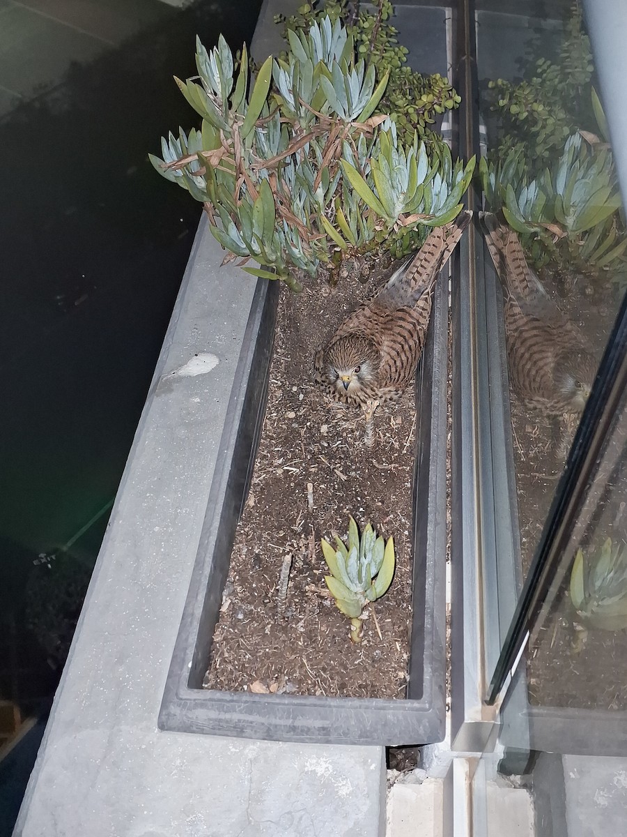 Belatz gorria (eurasiarra) - ML647126365