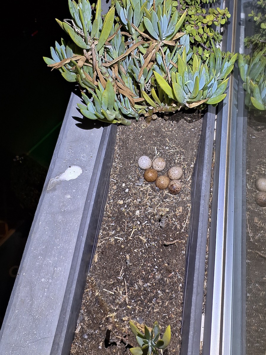 poštolka obecná [skupina tinnunculus] - ML647126366