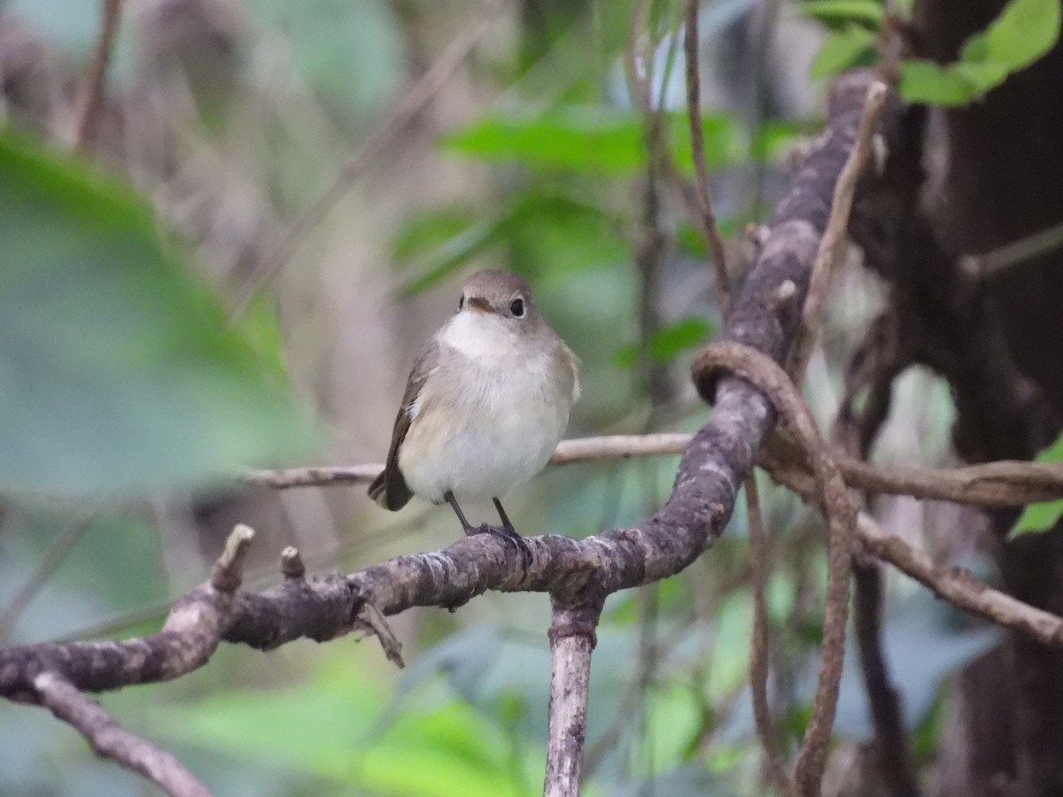 Red-breasted Flycatcher - ML647126413