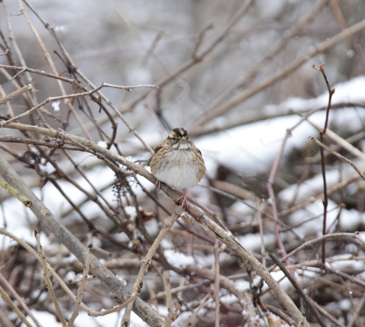 White-throated Sparrow - ML647126440