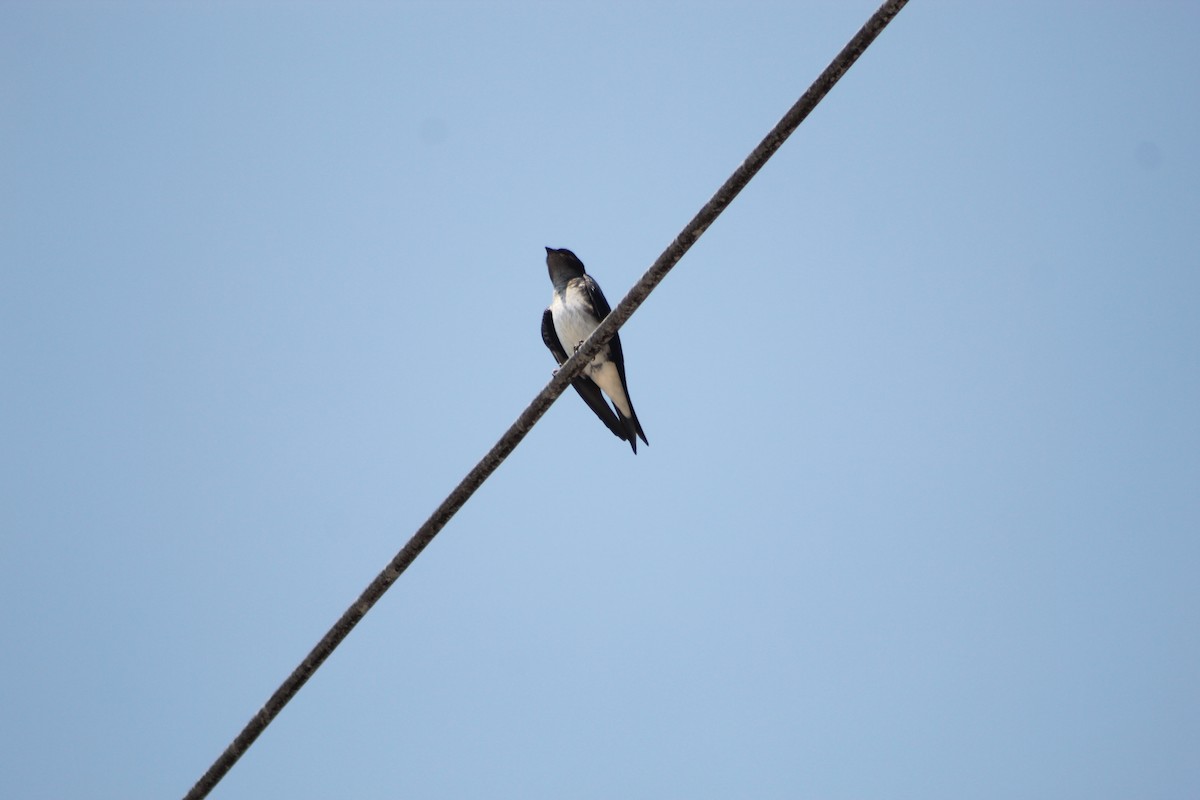 Gri Göğüslü Kırlangıç - ML647126444