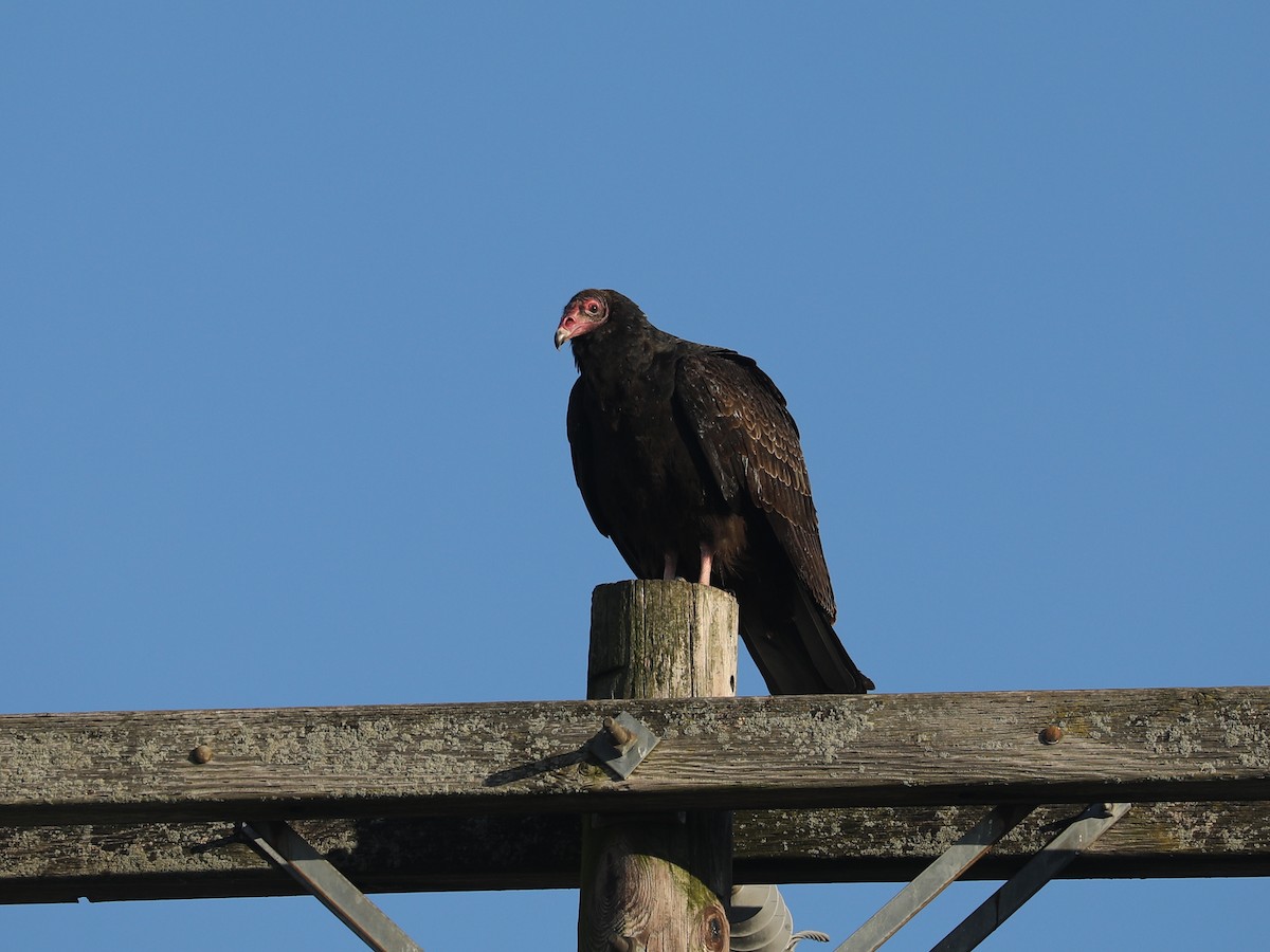 Turkey Vulture - ML647126445