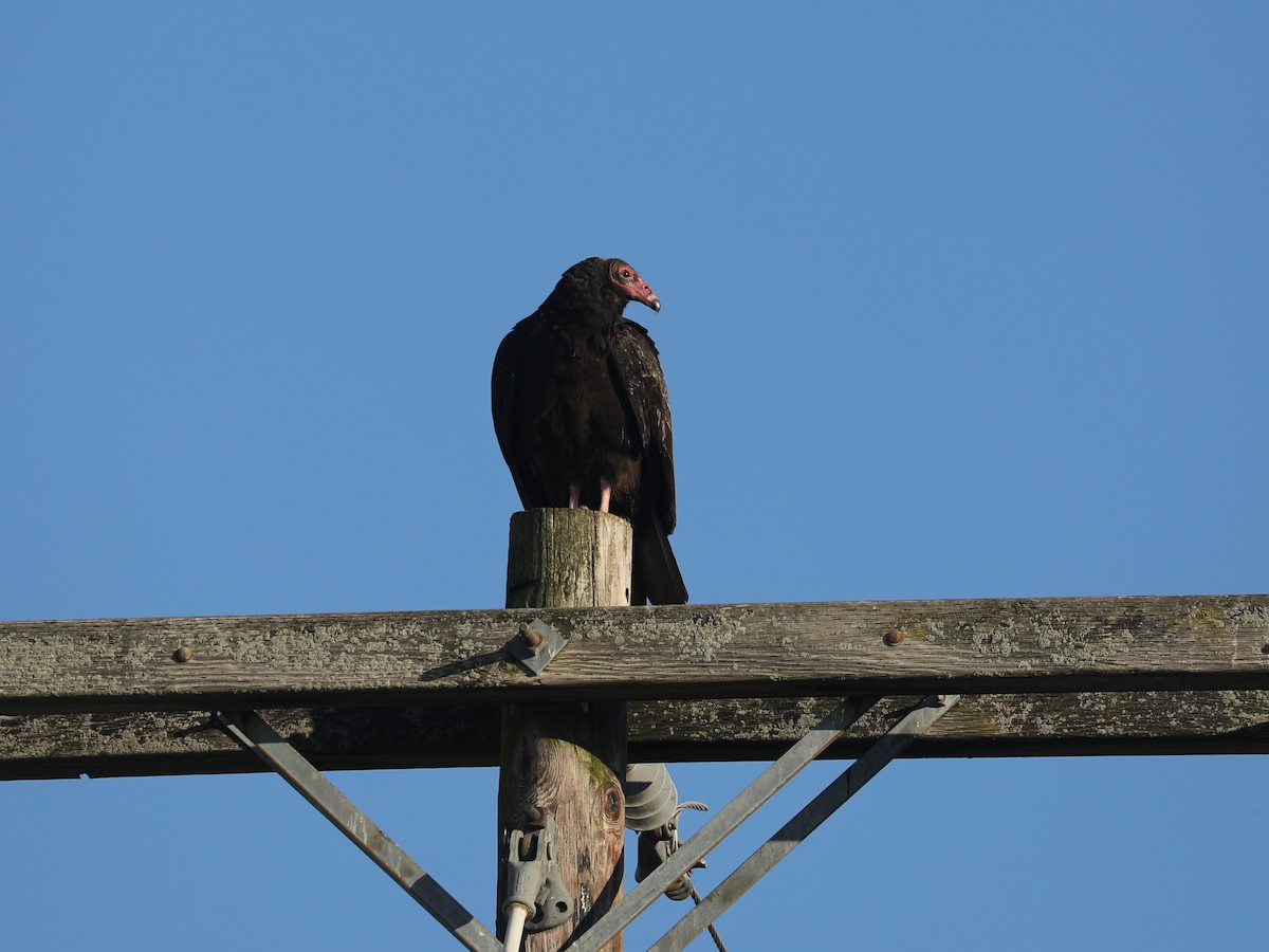Turkey Vulture - ML647126446