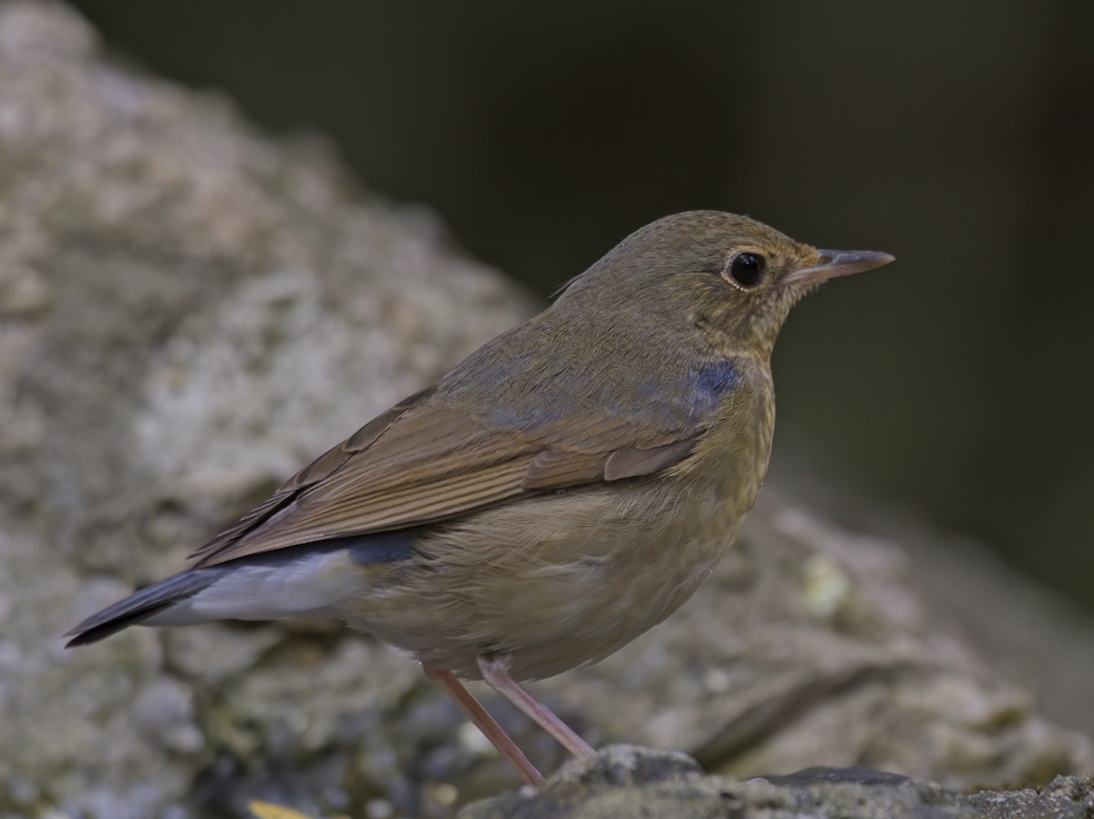 Siberian Blue Robin - ML647126453