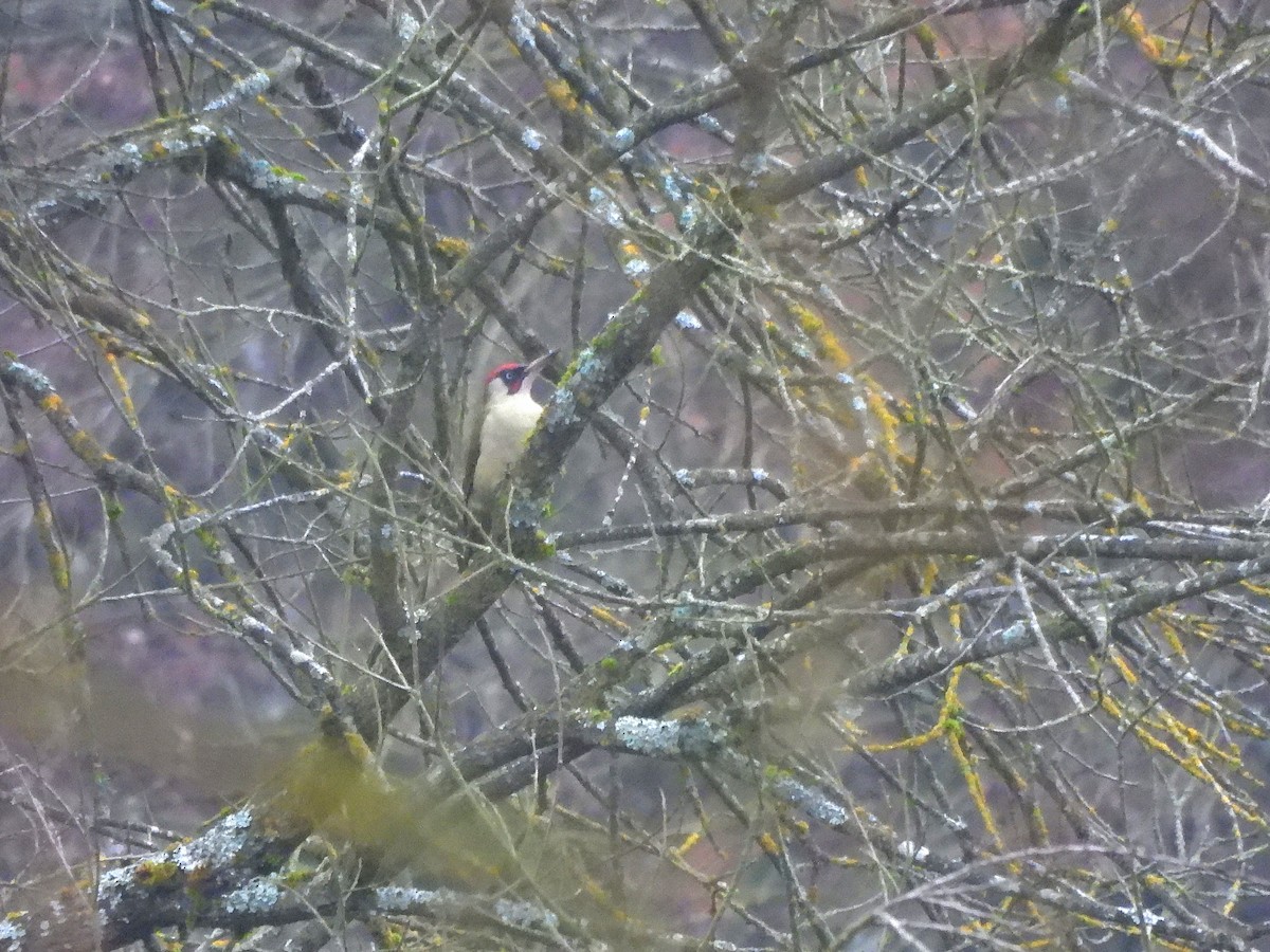 žluna zelená - ML647126455